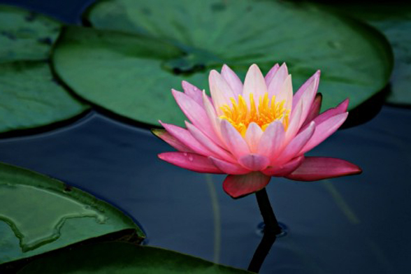 lotus