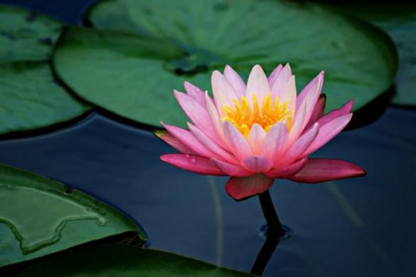 lotus
